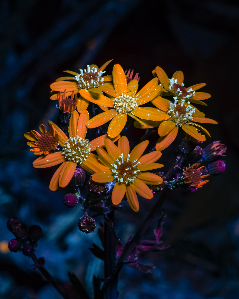 Euphorbia viguieri Denis