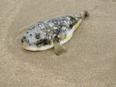 Amblyrhynchote honckenii