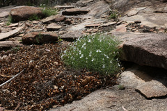 Lithotoma anethifolia
