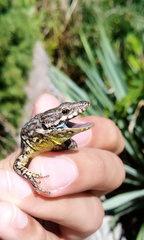 Podarcis muralis maculiventris