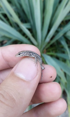Podarcis muralis maculiventris