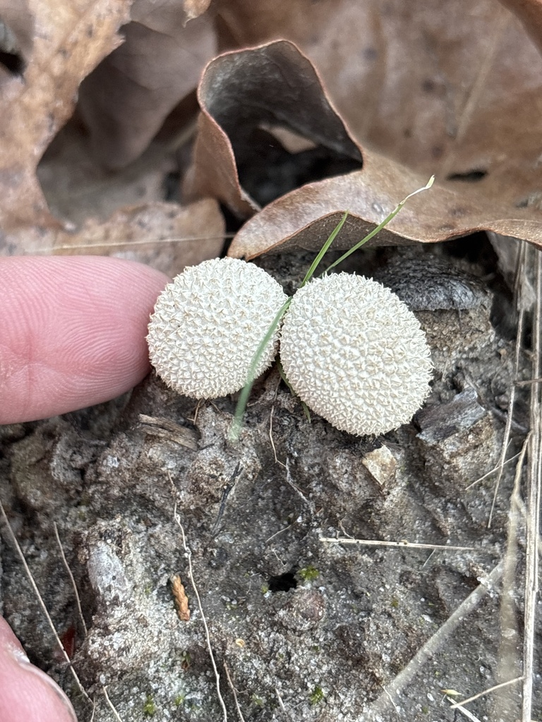 Lycoperdon marginatum · March 2026 · photo: © sambiology (iNaturalist, cc-by)