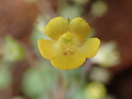 Pennell’s Panther (Erythranthe pardalis)