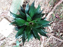 Dracaena fragrans compacta