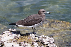 Ichthyaetus hemprichii