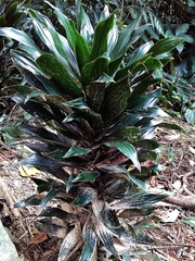 Dracaena fragrans compacta