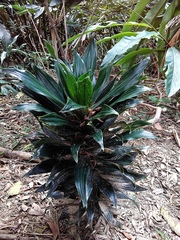 Dracaena fragrans compacta