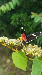 Cissus rhodotricha image