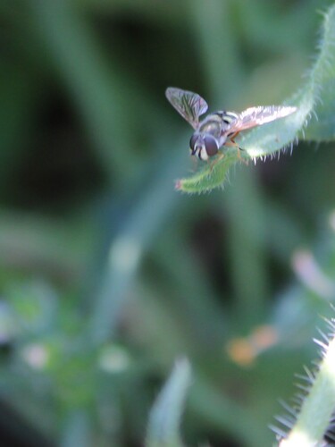 Unknown species found near Village Homes, Davis, CA 95616, USA