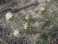 Elytropappus hispidus