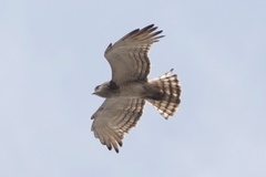 Circaetus beaudouini