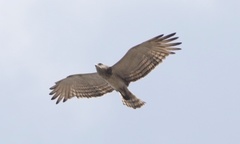 Circaetus beaudouini
