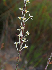 Struthiola myrsinites