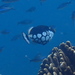 モンガラカワハギ
