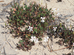 Pelargonium setulosum