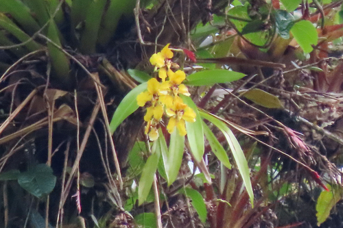 Large-Flowered Curly Orchid (Cyrtochilum macranthum)