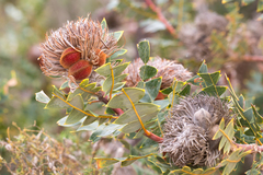 Banksia baxteri