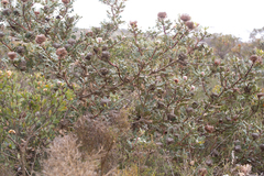 Banksia baxteri