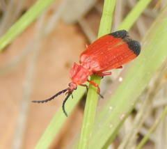 Lycus sanguineus