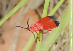 Lycus sanguineus