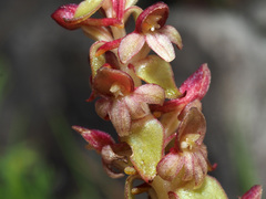 Satyrium pygmaeum
