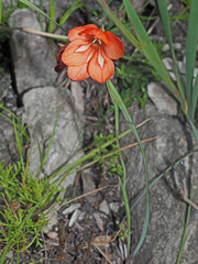 Gladiolus brevitubus