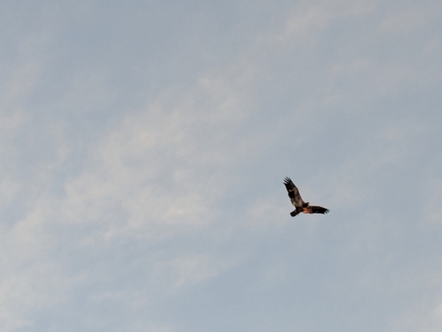 iNaturalist observation 2026-03-19