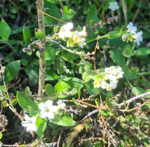 Myosotis australis observed 2026-03-04