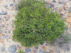 Lachnaea pudens