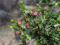 Lachnaea pudens