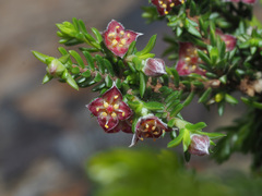 Lachnaea pudens