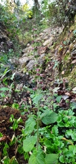 Craniotome furcata