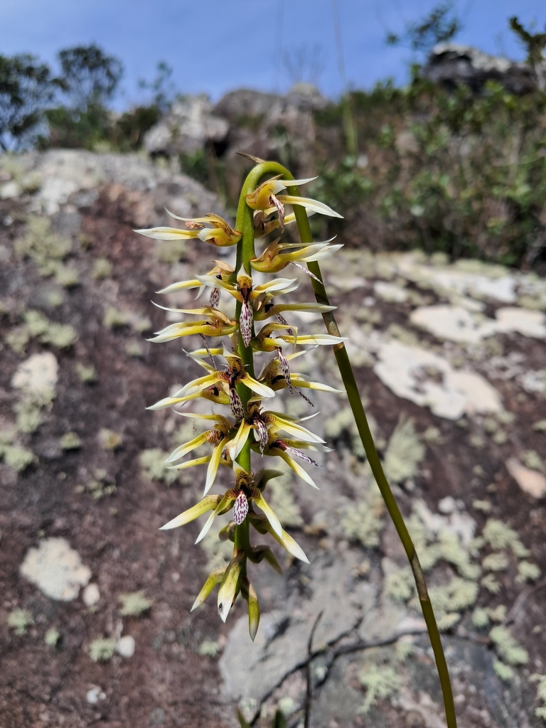 Bulbophyllum weddellii (Lindl.) Rchb.f. 4