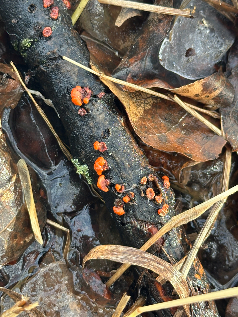Peniophora rufa · March 2026 · photo: © kallummcdonald (iNaturalist, cc0)