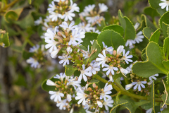 Scaevola crassifolia