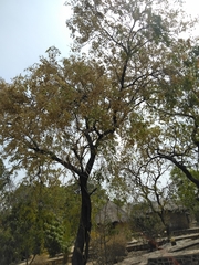 Pterocarpus erinaceus