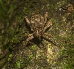 Rhadinomerus
