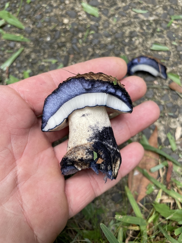 Gyroporus furvescens