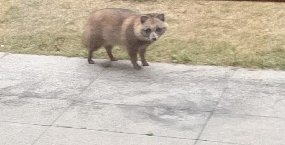 Chinese Raccoon Dog from 上海市青浦区徐泾镇徐南路观庭 on March 3, 2020 at 08:15 AM by ...