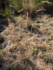 Aristida spiciformis