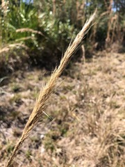 Aristida spiciformis