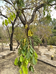 Pterocarpus erinaceus