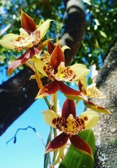 Rhynchostele maculata