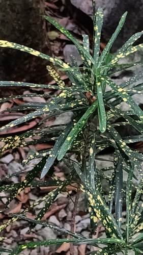 Variegated Croton (Codiaeum variegatum)