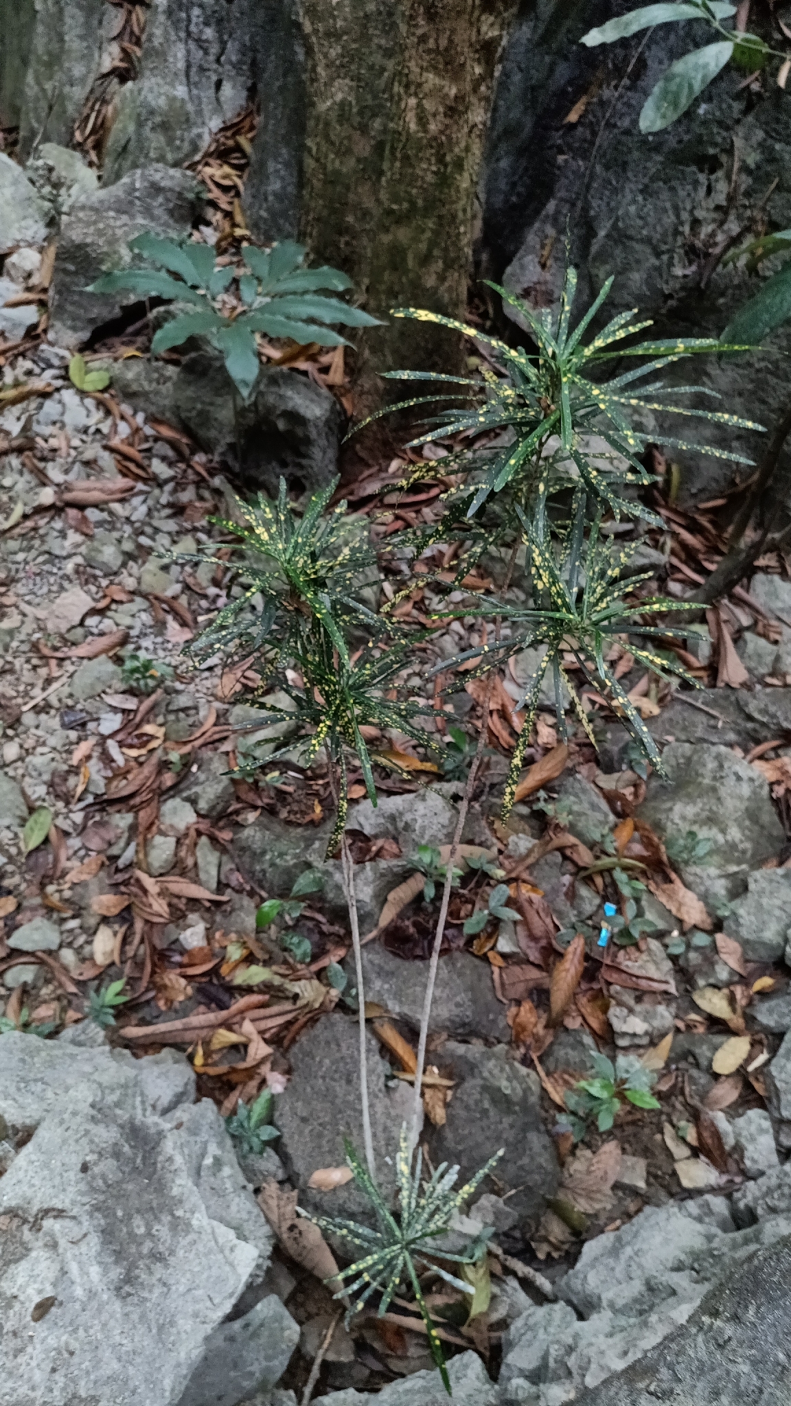 Codiaeum variegatum — ảnh 2