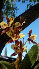 Rhynchostele maculata