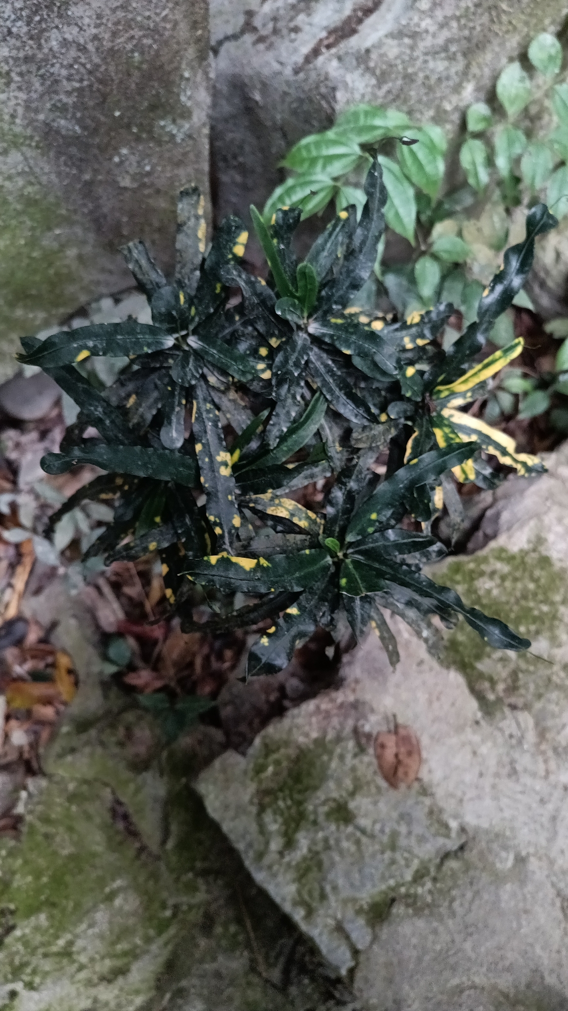 Codiaeum variegatum — ảnh 3