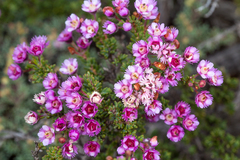 Verticordia plumosa