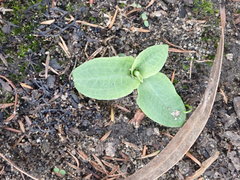 Pterostylis acuminata
