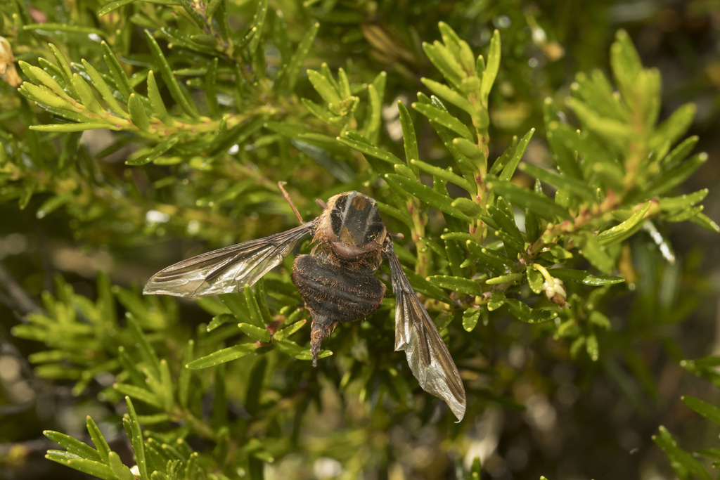 Trichophthalma philippii